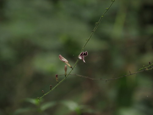 Andrographis atropurpurea (Andrographis atropurpurea)