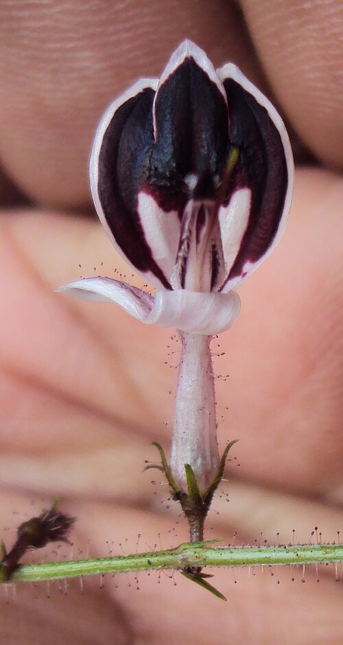 Andrographis atropurpurea: Andrographis atropurpurea