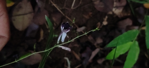 Andrographis atropurpurea (Andrographis atropurpurea)