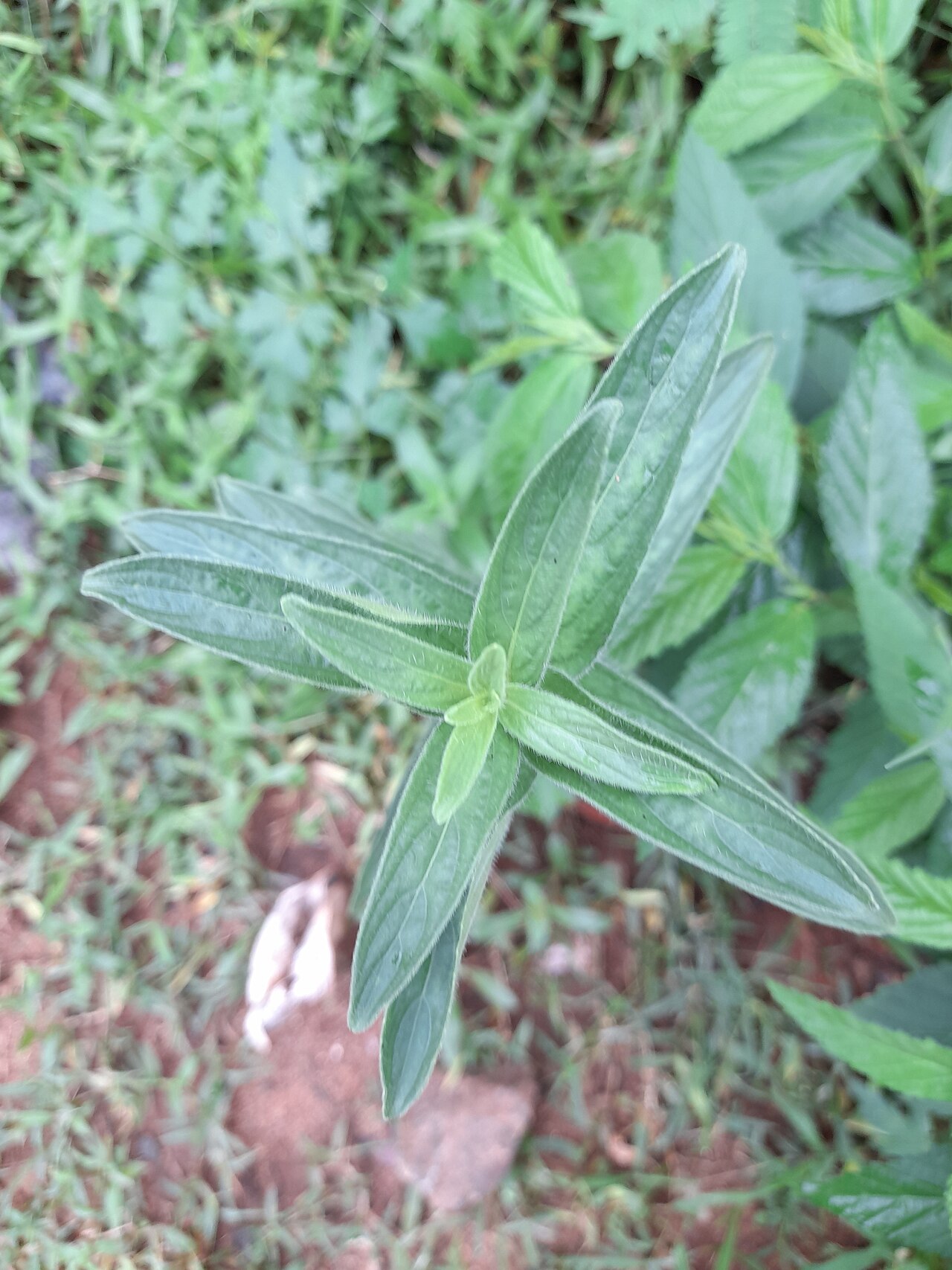 False waterwillow: a herb