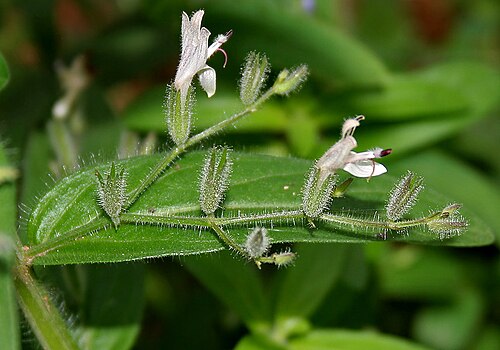False waterwillow: Andrographis echioides (Synonyms: Justicia echioides , Indoneesiella echioides )- False Waterwillow • Gujarati: Kalukariyatun • Malayalam: Pitumba • Marathi: Ra