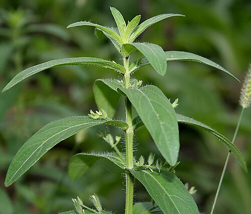 False waterwillow: Andrographis echioides (Synonyms: Justicia echioides , Indoneesiella echioides )- False Waterwillow • Gujarati: Kalukariyatun • Malayalam: Pitumba • Marathi: Ra
