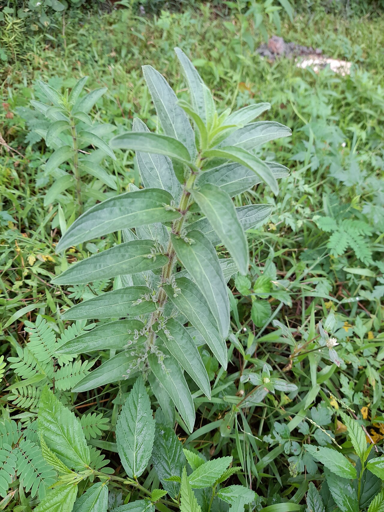 False waterwillow: a herb in Thanjavur