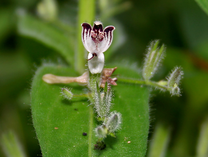 False waterwillow: Andrographis echioides (Synonyms: Justicia echioides , Indoneesiella echioides )- False Waterwillow • Gujarati: Kalukariyatun • Malayalam: Pitumba • Marathi: Ra