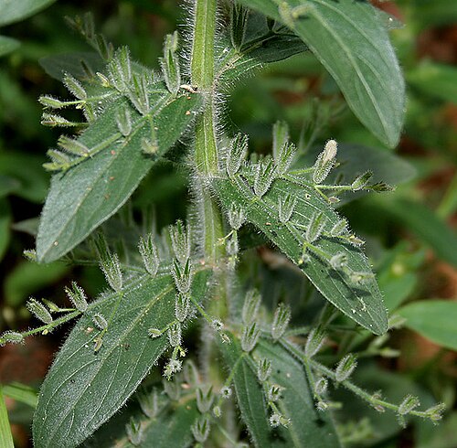 False waterwillow: Andrographis echioides (Synonyms: Justicia echioides , Indoneesiella echioides )- False Waterwillow • Gujarati: Kalukariyatun • Malayalam: Pitumba • Marathi: Ra
