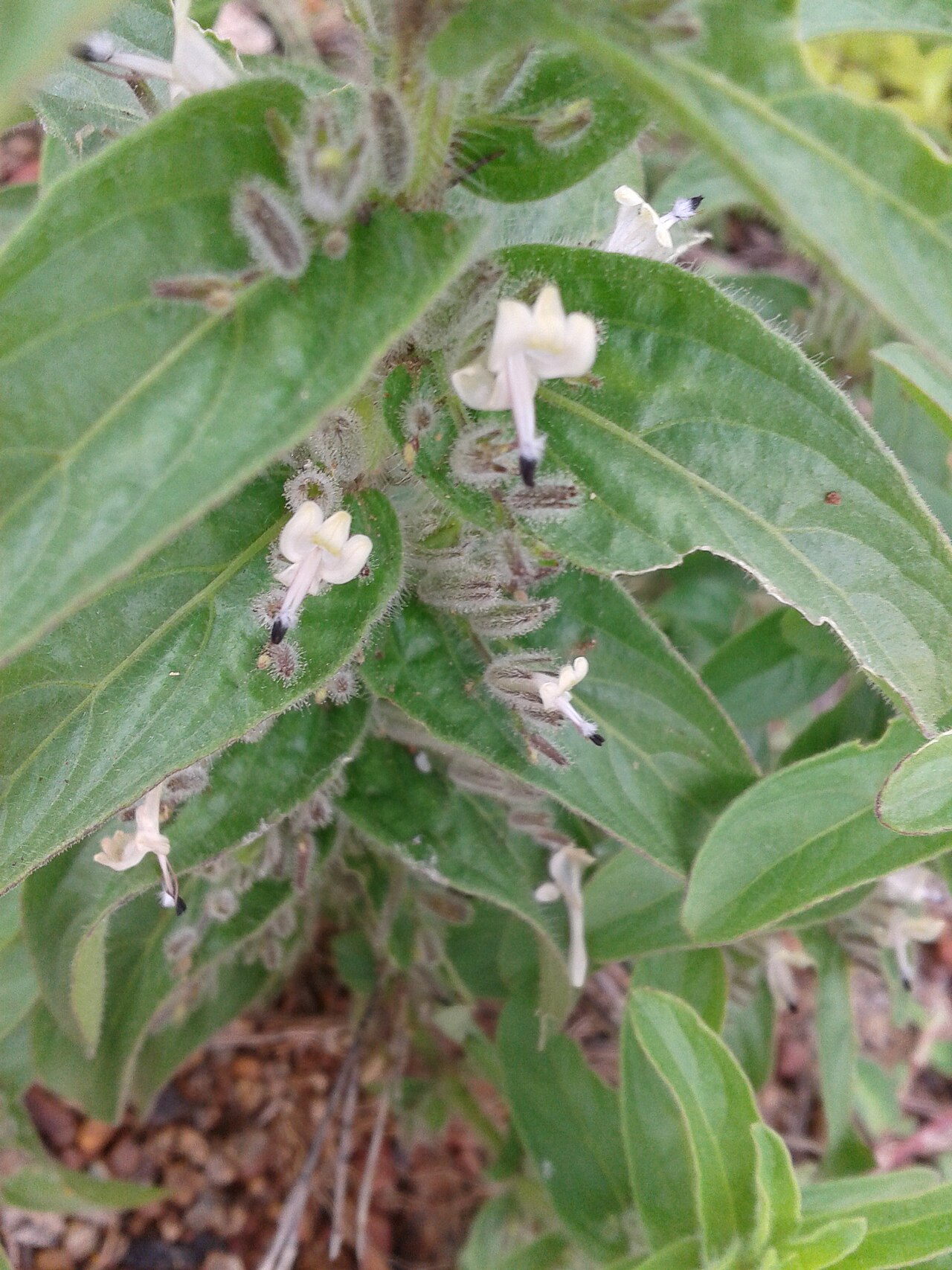 False waterwillow: கோபுரந் தாங்கி Botanical name - Indoneesiella echioides Common name - False Waterwillow Plant shows anti-bacterial activity;Renders synergistic effect ; Leaf pa