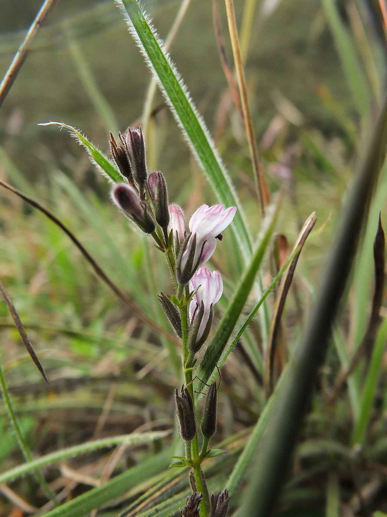 Andrographis lobelioides: Andrographis lobelioides in India