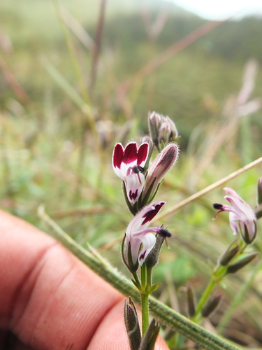 Andrographis lobelioides (Andrographis lobelioides)
