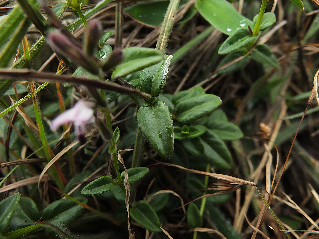 Andrographis lobelioides: Andrographis lobelioides in India