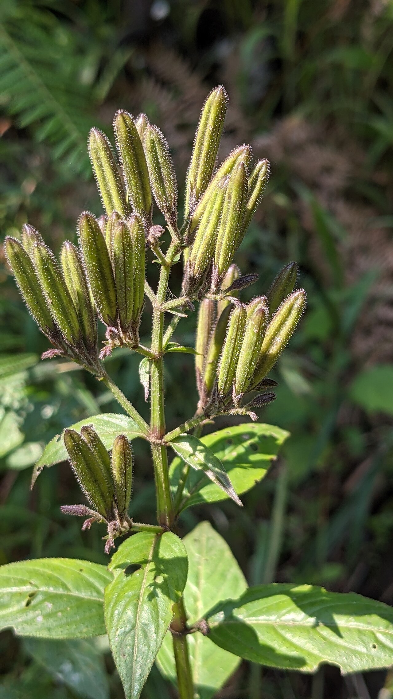 Andrographis neesiana: Tadiandamol is the highest peak in the Kodagu (Coorg) district of Karnataka, India, standing at 1,748 meters (5,735 feet). It's a popular and scenic trekking de