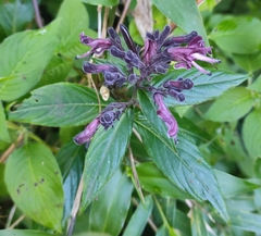 Andrographis neesiana (Andrographis neesiana)