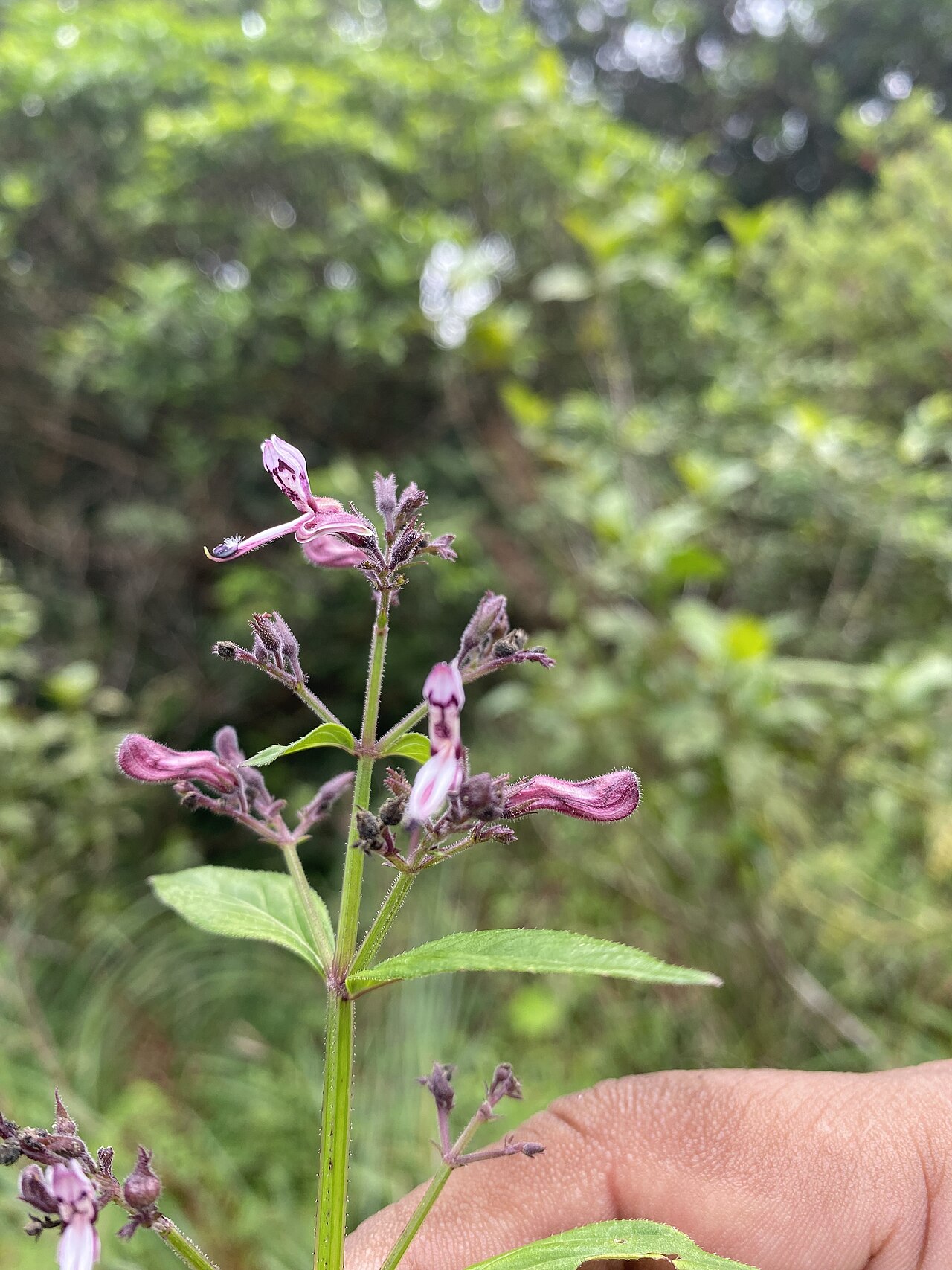 Andrographis neesiana: Tadiandamol is the highest peak in the Kodagu (Coorg) district of Karnataka, India, standing at 1,748 meters (5,735 feet). It's a popular and scenic trekking de