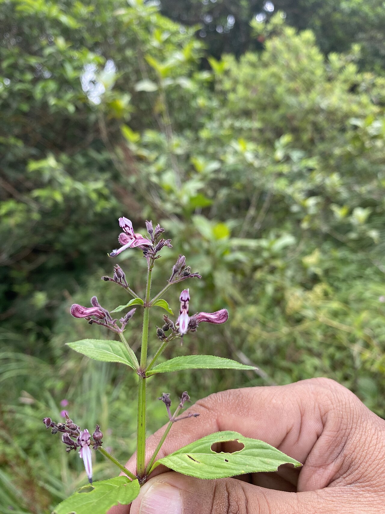 Andrographis neesiana: Tadiandamol is the highest peak in the Kodagu (Coorg) district of Karnataka, India, standing at 1,748 meters (5,735 feet). It's a popular and scenic trekking de