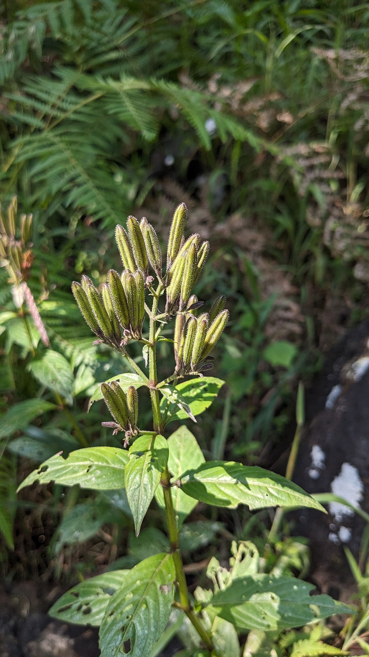 Andrographis neesiana: Tadiandamol is the highest peak in the Kodagu (Coorg) district of Karnataka, India, standing at 1,748 meters (5,735 feet). It's a popular and scenic trekking de