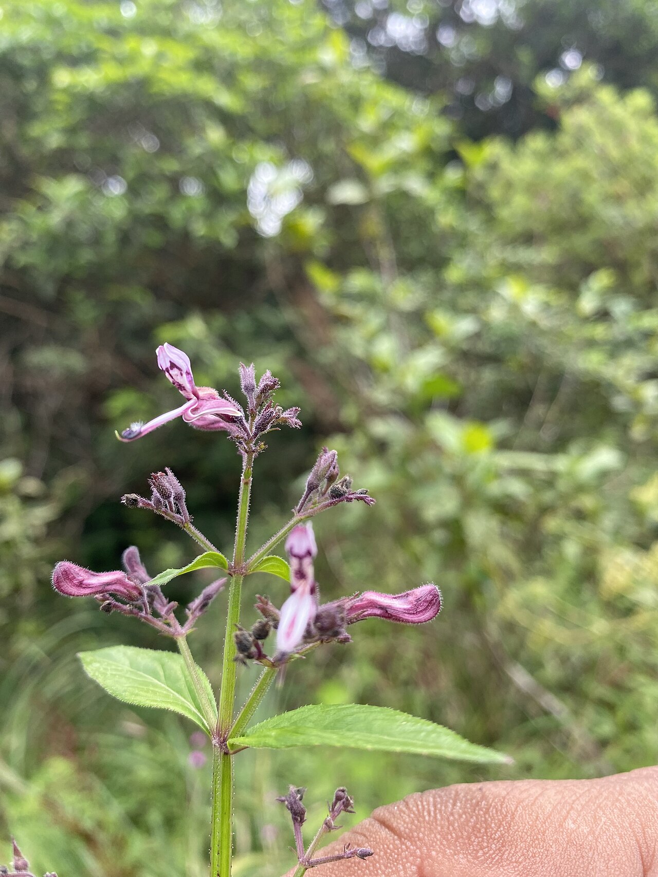 Andrographis neesiana: Tadiandamol is the highest peak in the Kodagu (Coorg) district of Karnataka, India, standing at 1,748 meters (5,735 feet). It's a popular and scenic trekking de