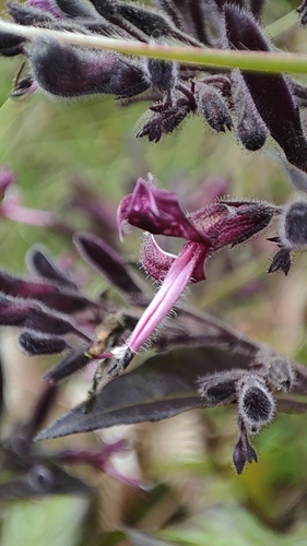 Andrographis neesiana (Andrographis neesiana)