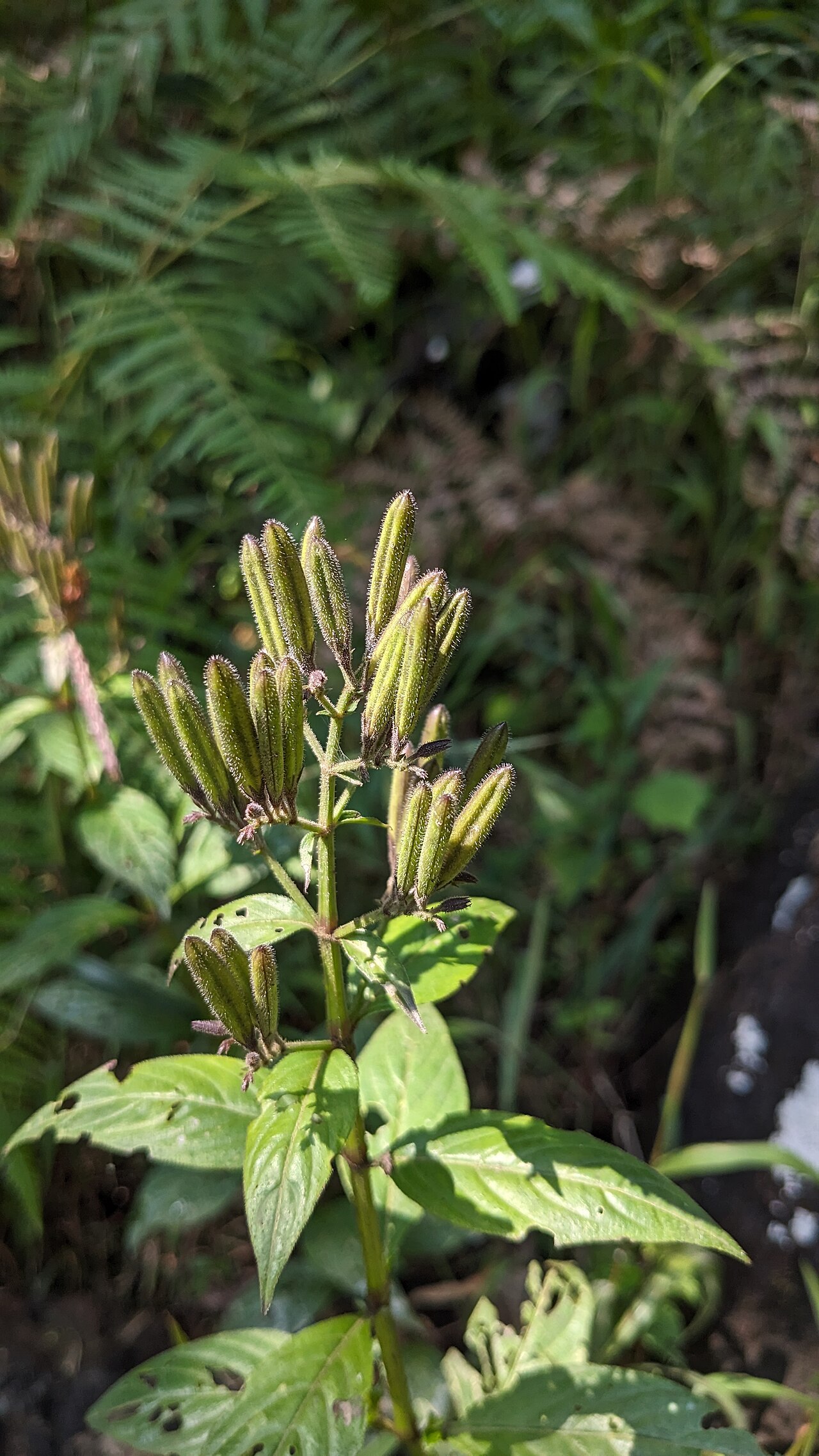 Andrographis neesiana: Tadiandamol is the highest peak in the Kodagu (Coorg) district of Karnataka, India, standing at 1,748 meters (5,735 feet). It's a popular and scenic trekking de