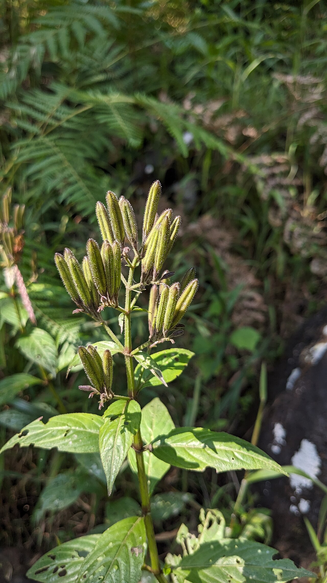 Andrographis neesiana: Tadiandamol is the highest peak in the Kodagu (Coorg) district of Karnataka, India, standing at 1,748 meters (5,735 feet). It's a popular and scenic trekking de