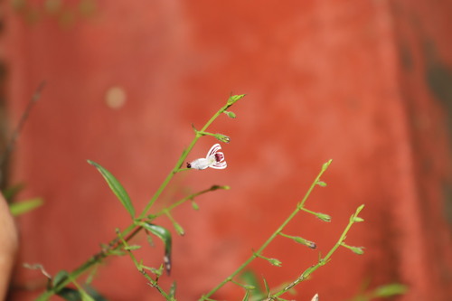 Green chireta (Andrographis paniculata)