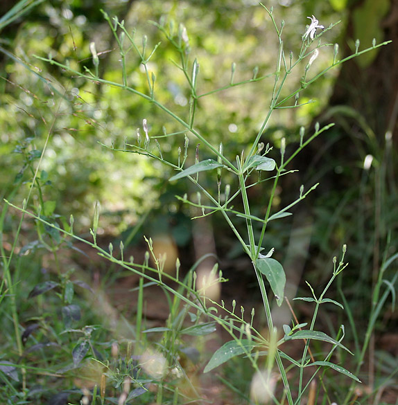 Green chireta: Kalpa/ Kalmegh/ Maha-tita/ Bhui-neem/ Sirunangai Andrographis paniculata in Narsapur, Andhra Pradesh, India.