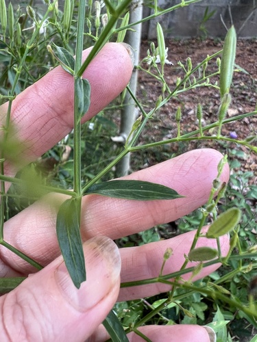 Green chireta (Andrographis paniculata)