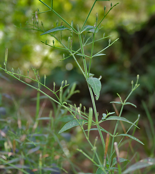 Green chireta: Kalpa/ Kalmegh/ Maha-tita/ Bhui-neem/ Sirunangai Andrographis paniculata in Narsapur, Andhra Pradesh, India.