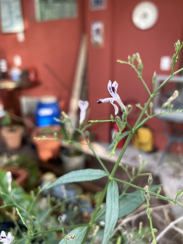 Green chireta (Andrographis paniculata)