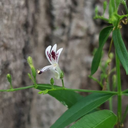 Green chireta (Andrographis paniculata)