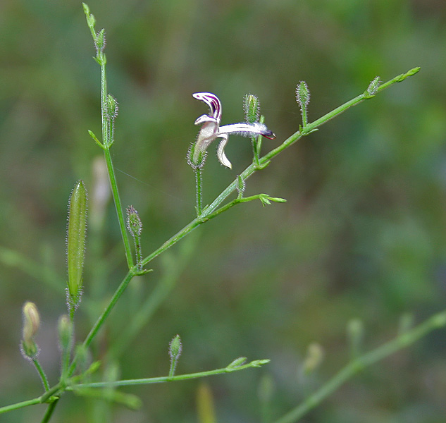 Green chireta: Kalpa/ Kalmegh/ Maha-tita/ Bhui-neem/ Sirunangai Andrographis paniculata in Narsapur, Andhra Pradesh, India.