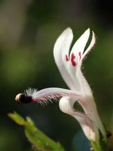 Green chireta (Andrographis paniculata)