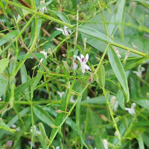 Green chireta (Andrographis paniculata)