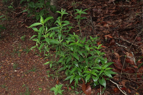 Green chireta (Andrographis paniculata)