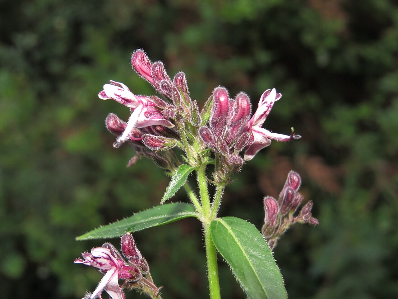 Andrographis producta: Photos taken at Mannavan Shola, Anamudi Shola National Park, Kerala during Munnar Butterfly Survey