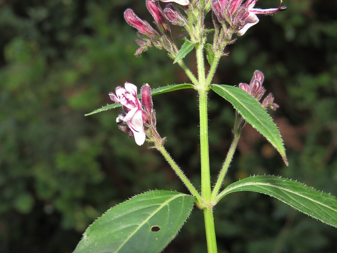 Andrographis producta: Photos taken at Mannavan Shola, Anamudi Shola National Park, Kerala during Munnar Butterfly Survey