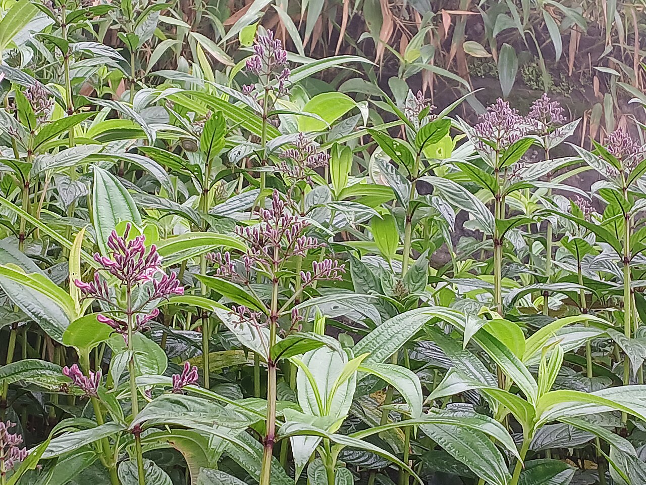 Andrographis producta: Andrographis producta at Paithalmala