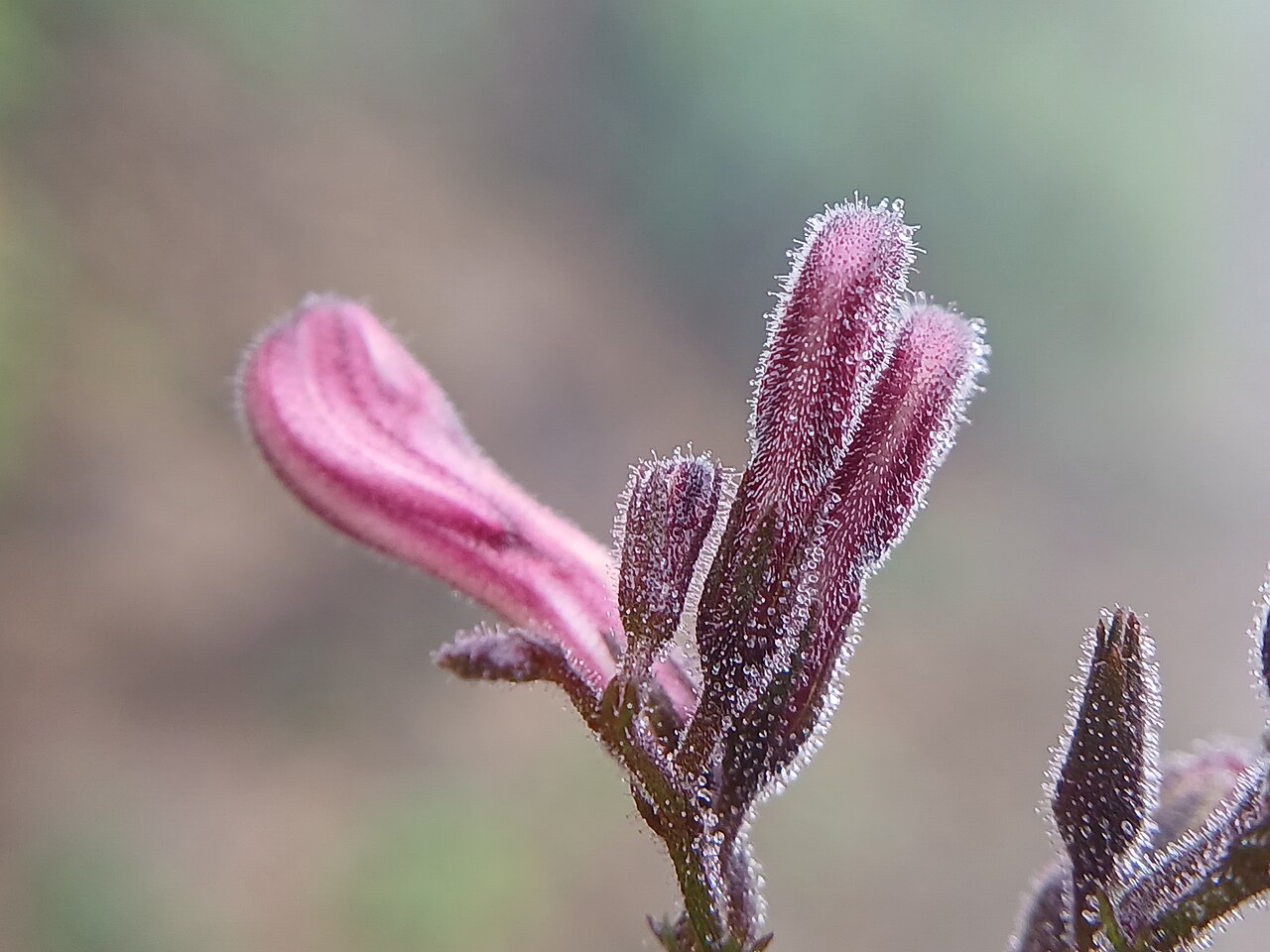 Andrographis producta: Andrographis producta at Paithalmala