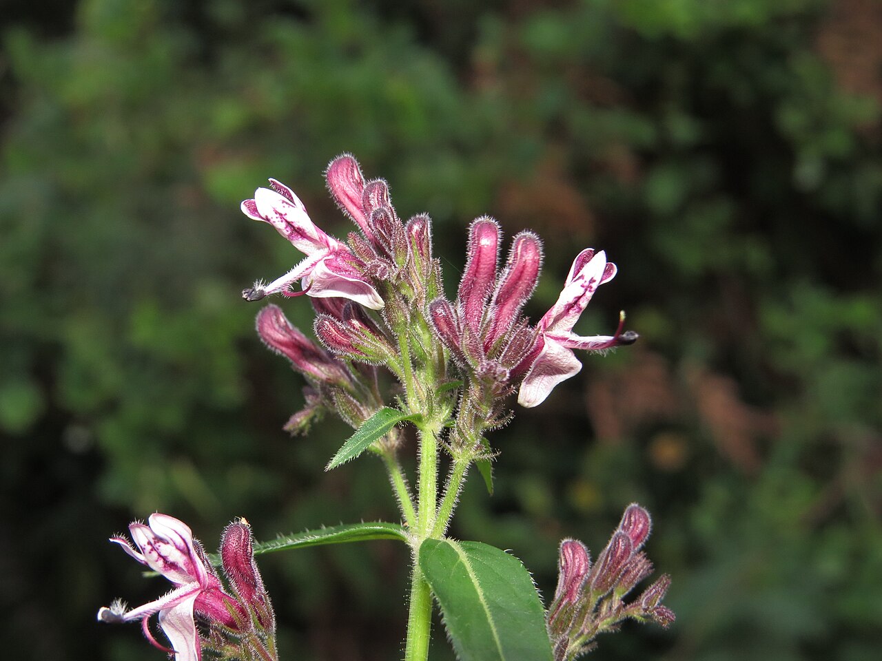 Andrographis producta: Photos taken at Mannavan Shola, Anamudi Shola National Park, Kerala during Munnar Butterfly Survey