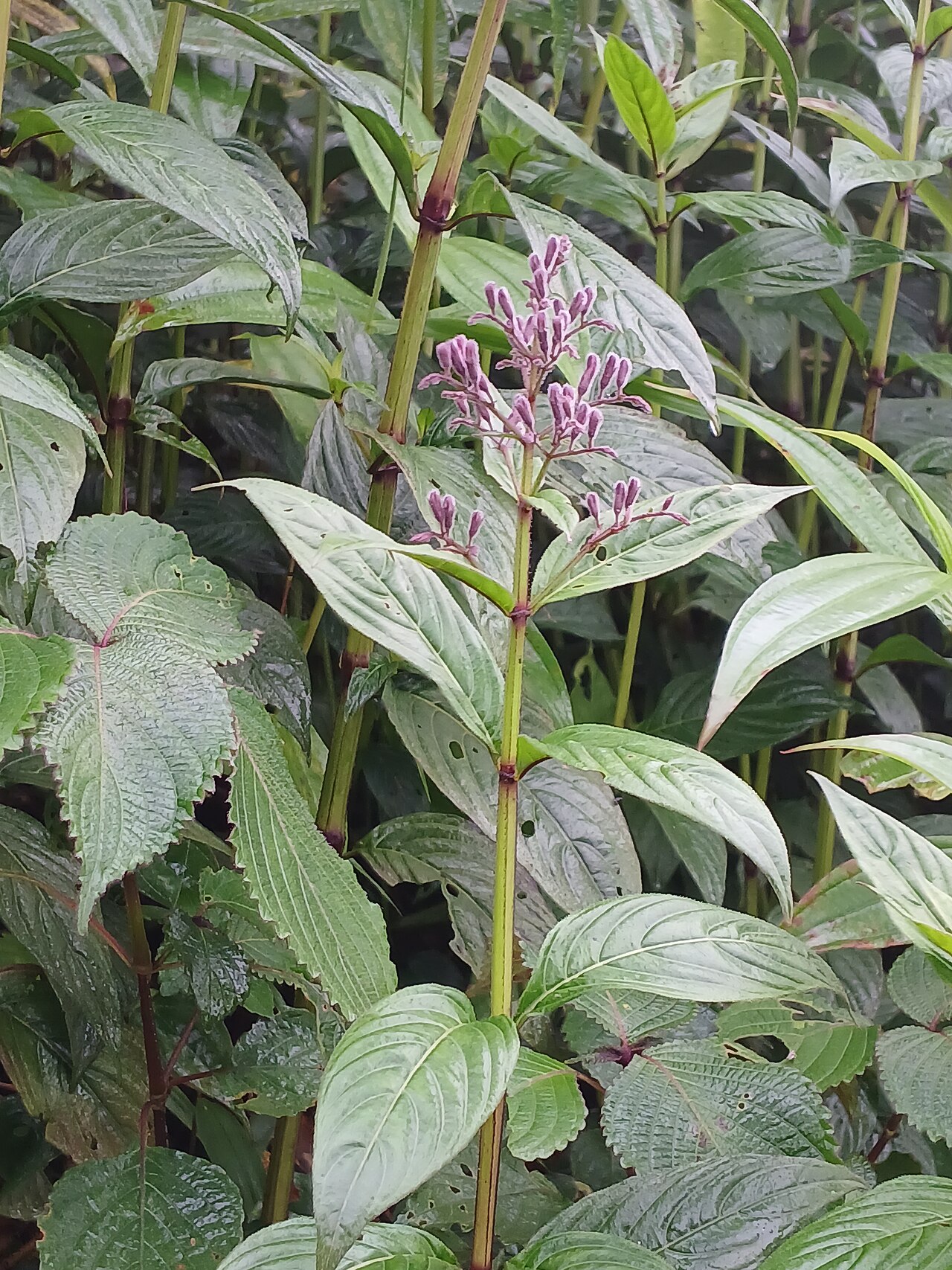 Andrographis producta: Andrographis producta at Paithalmala