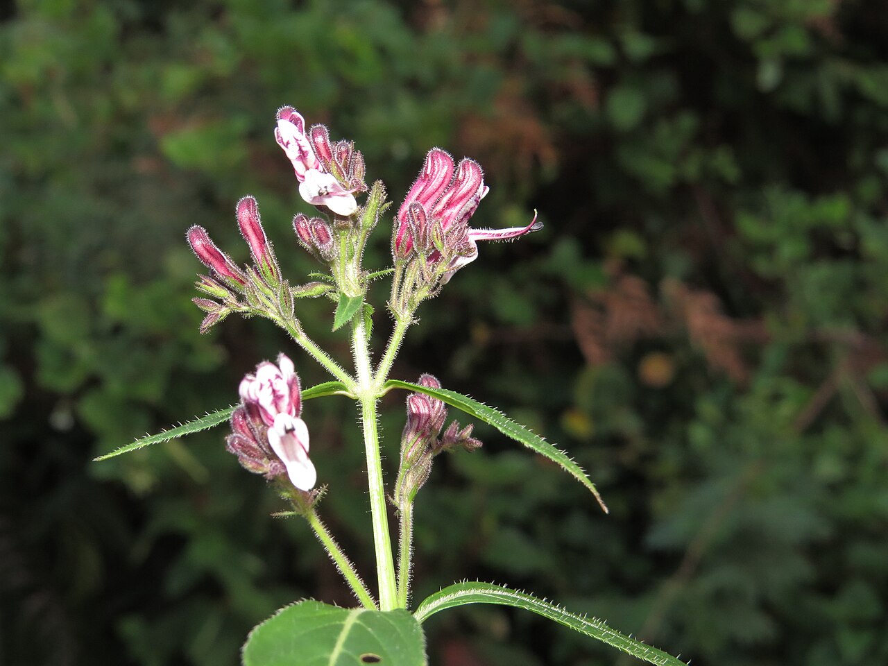 Andrographis producta: Photos taken at Mannavan Shola, Anamudi Shola National Park, Kerala during Munnar Butterfly Survey