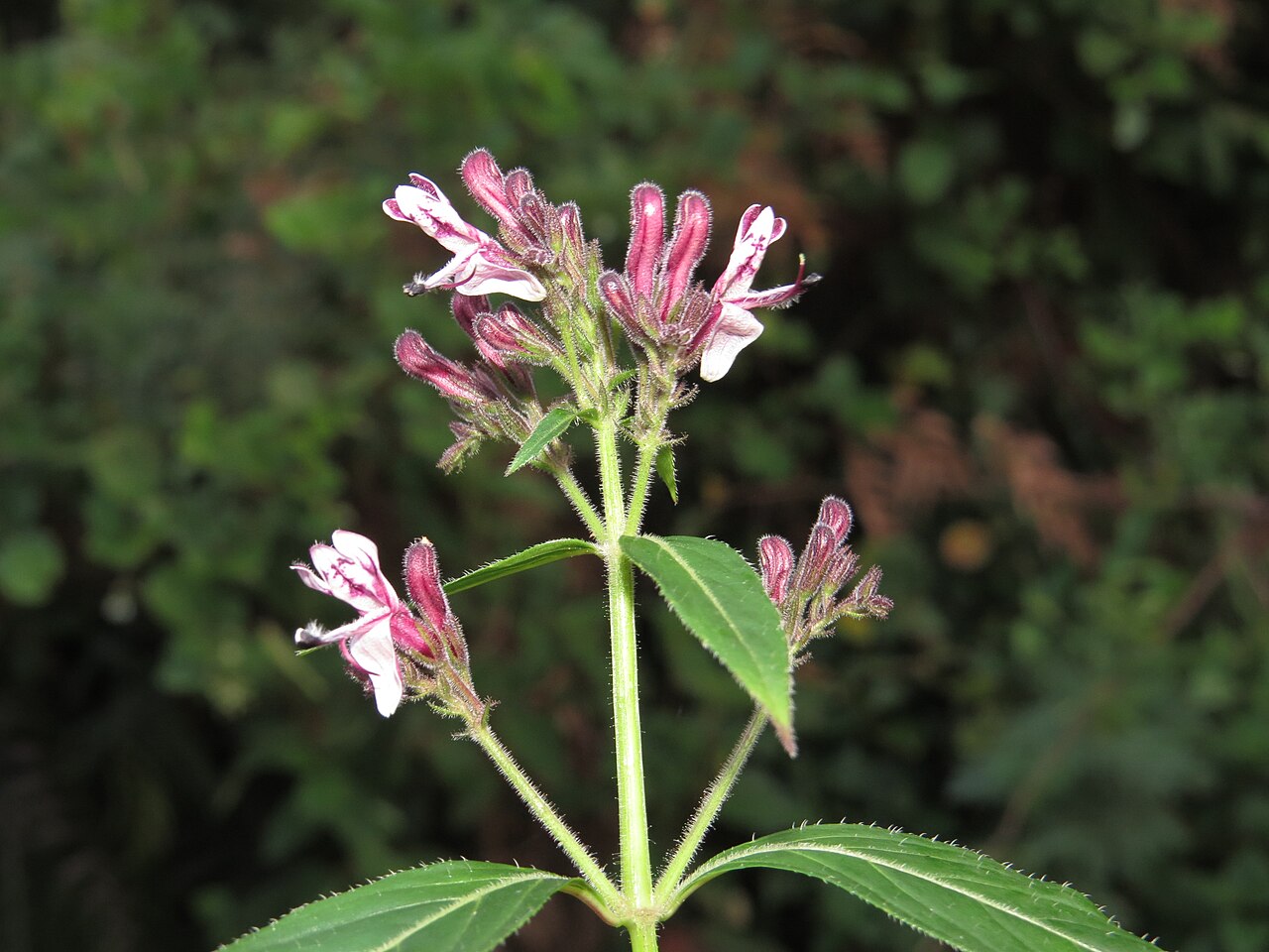 Andrographis producta: Photos taken at Mannavan Shola, Anamudi Shola National Park, Kerala during Munnar Butterfly Survey