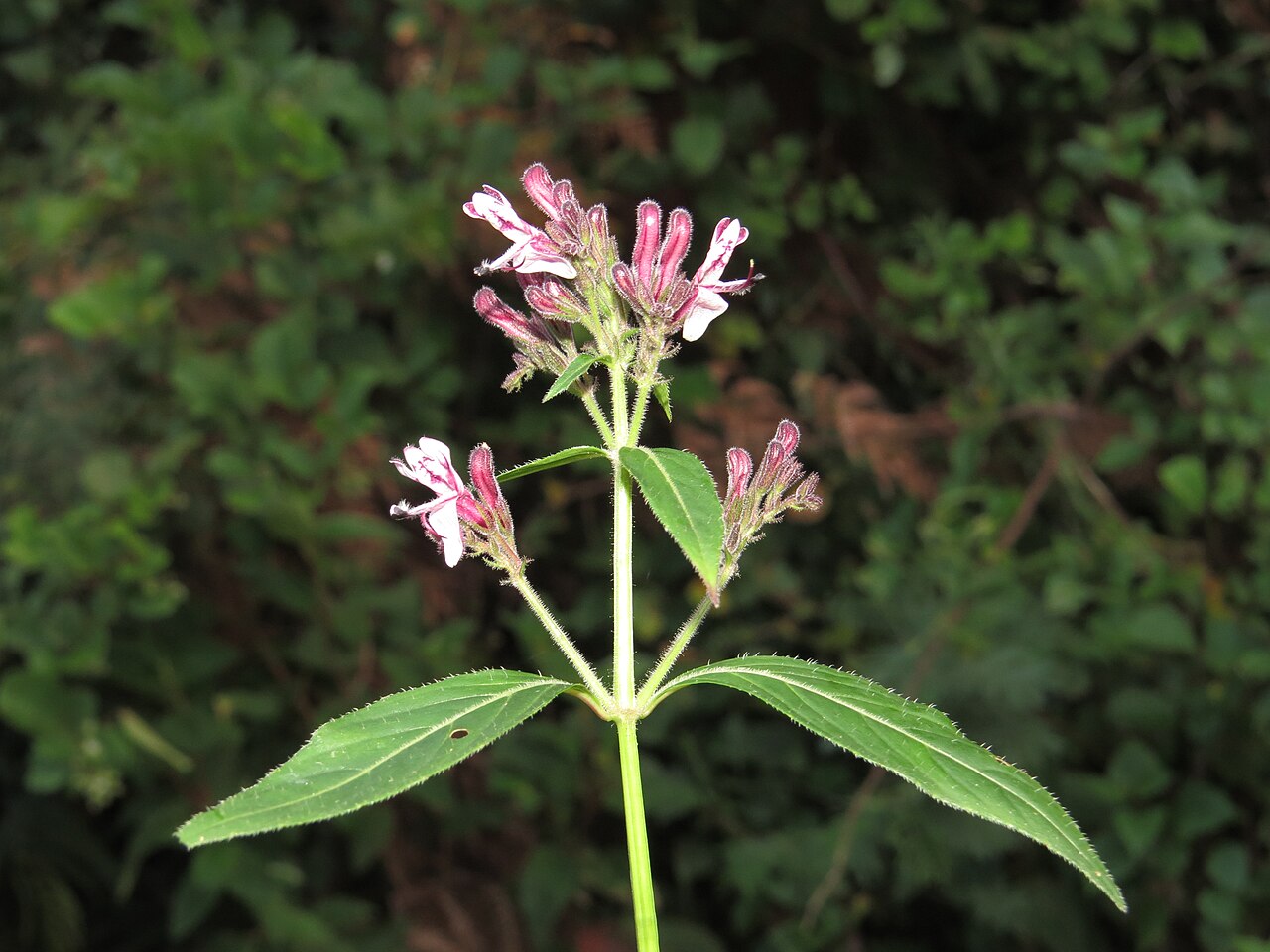 Andrographis producta: Photos taken at Mannavan Shola, Anamudi Shola National Park, Kerala during Munnar Butterfly Survey