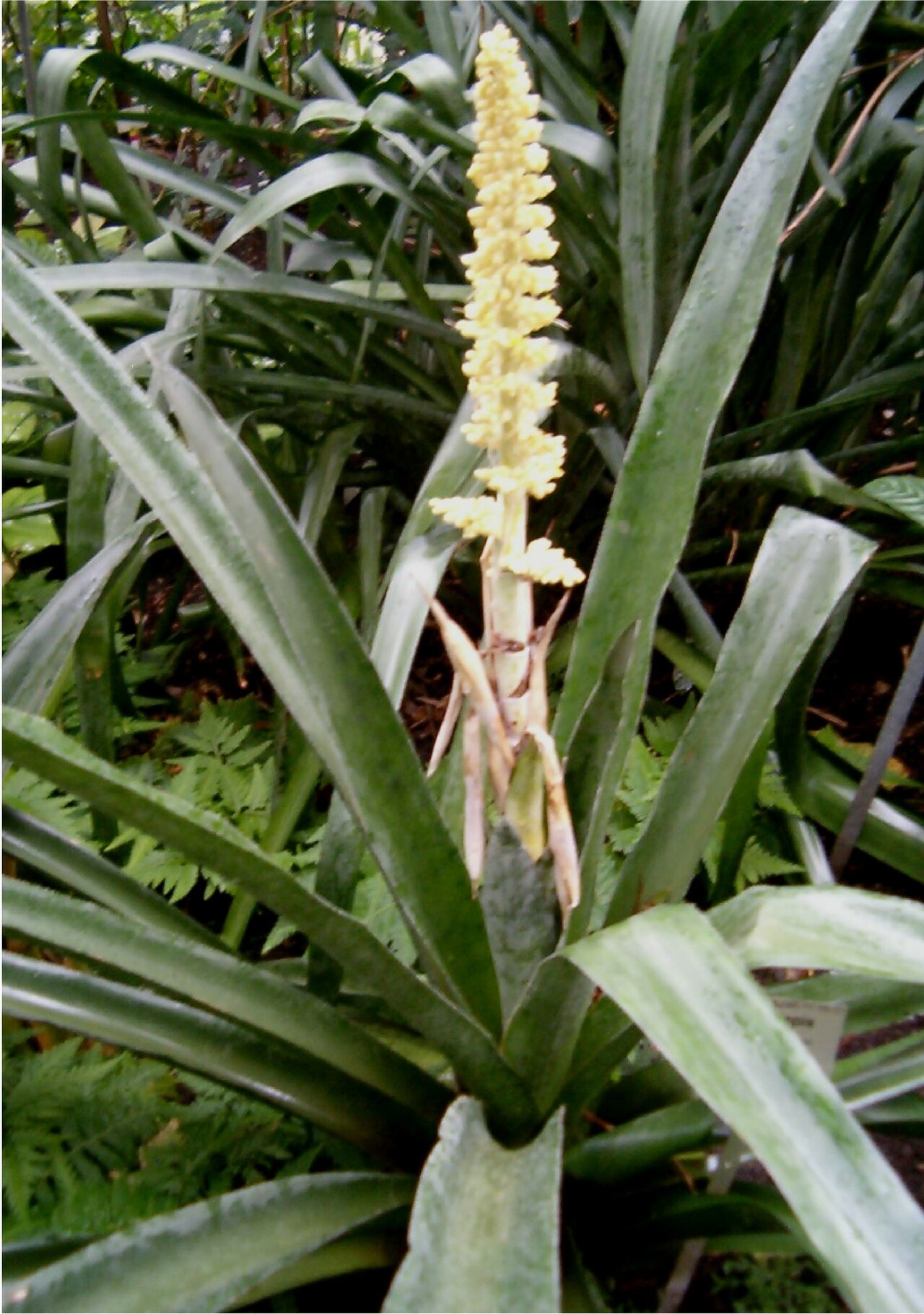 Androlepis skinneri (Androlepis skinneri)