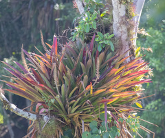 Androlepis skinneri (Androlepis skinneri)