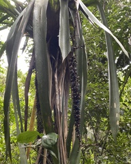 Androlepis skinneri (Androlepis skinneri)