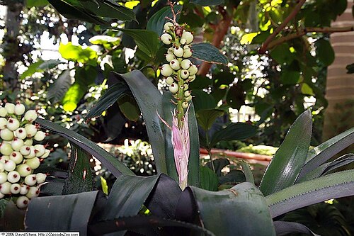 Androlepis skinneri: Location taken: United States Botanic Garden. Names: Androlepis skinneri (K.Koch) Brongn. ex Houllet, Androlepi Classification: Plantae > Magnoliophyta > Liliop