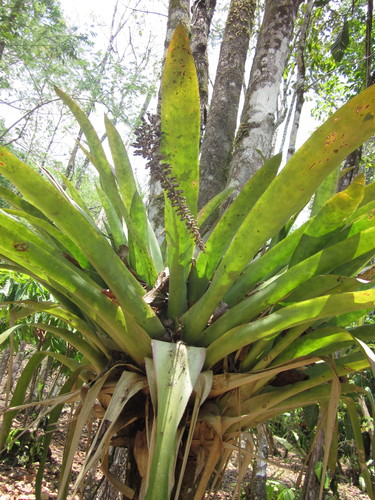 Androlepis skinneri (Androlepis skinneri)