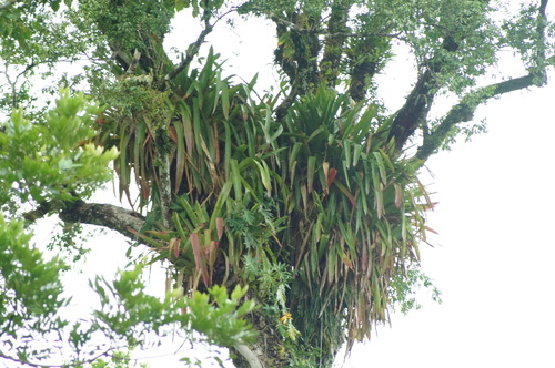 Androlepis skinneri (Androlepis skinneri)