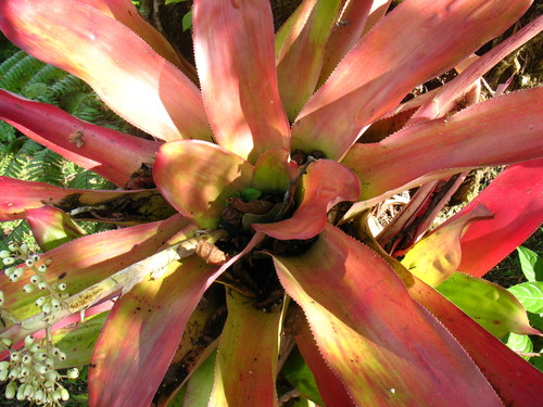 Androlepis skinneri (Androlepis skinneri)