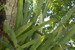 Androlepis skinneri (Androlepis skinneri)