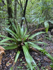 Androlepis skinneri (Androlepis skinneri)